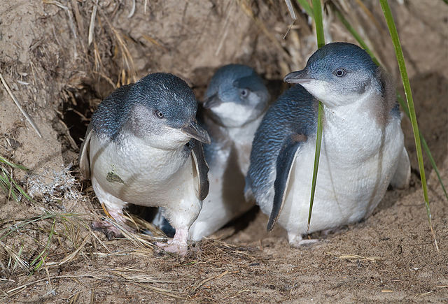 【南島クライストチャーチ】ニュージーランド・ポワトゥペンギンツアーがヤバい