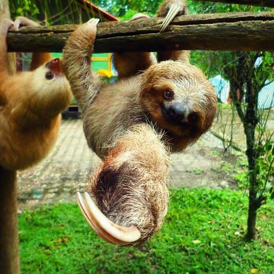 コスタリカで動物ボランティア｜動物を守ろう