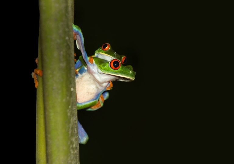 Costa Rica, Eco tourism