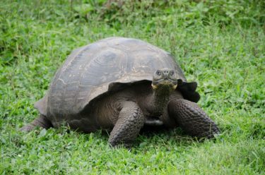 動物の楽園ガラパゴスの生き物